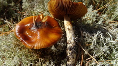 Cortinarius mucosus