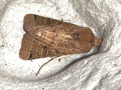 Agrochola lunosa