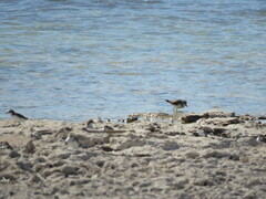 Charadrius ruficapillus