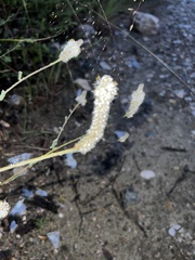 Dalea albiflora