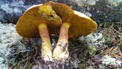 Suillus variegatus