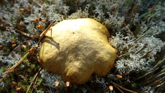 Suillus luteus