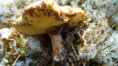 Suillus luteus