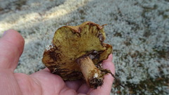 Suillus luteus