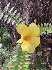 Allamanda cathartica