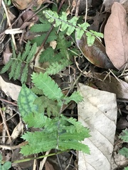 Christella acuminata