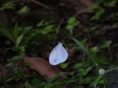 Leptosia nina niobe