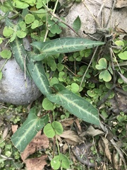 Reynoutria multiflora