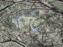 Stizoptera bichenovii