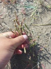 Corispermum sibiricum