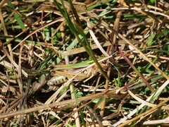 Omocestus viridulus
