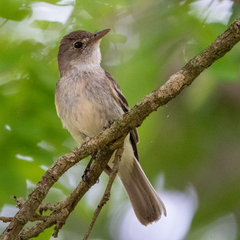 Empidonax