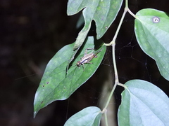 Cardiodactylus guttulus