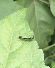 Odontomantis planiceps