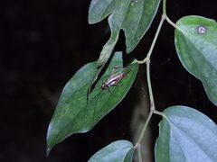 Cardiodactylus guttulus