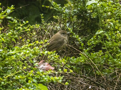 Pycnonotus conradi