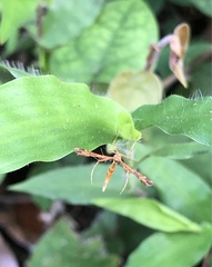 Nippoptilia cinctipedalis