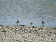 Calidris ruficollis