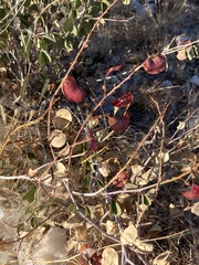 Adenolobus garipensis