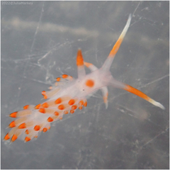 Austraeolis stearnsi