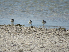 Calidris ruficollis