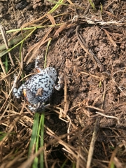 Pseudophryne bibronii