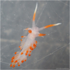 Austraeolis stearnsi