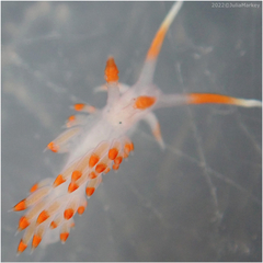 Austraeolis stearnsi