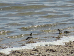 Calidris ruficollis