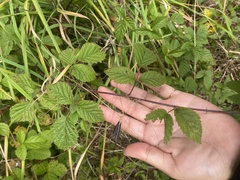 Rubus ursinus