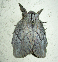 Desmeocraera basalis