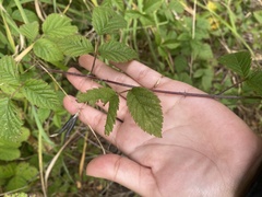 Rubus ursinus