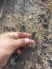 Dontostemon integrifolius