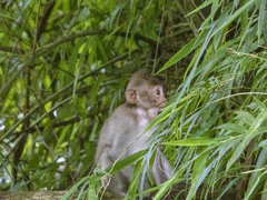 Macaca