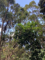 Corynocarpus laevigatus