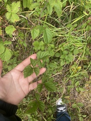 Rubus ursinus