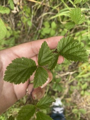 Rubus ursinus