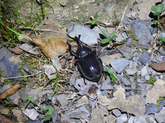 Trypoxylus dichotomus tsunobosonis