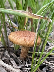 Gymnopilus luteofolius