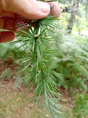 Larix kaempferi