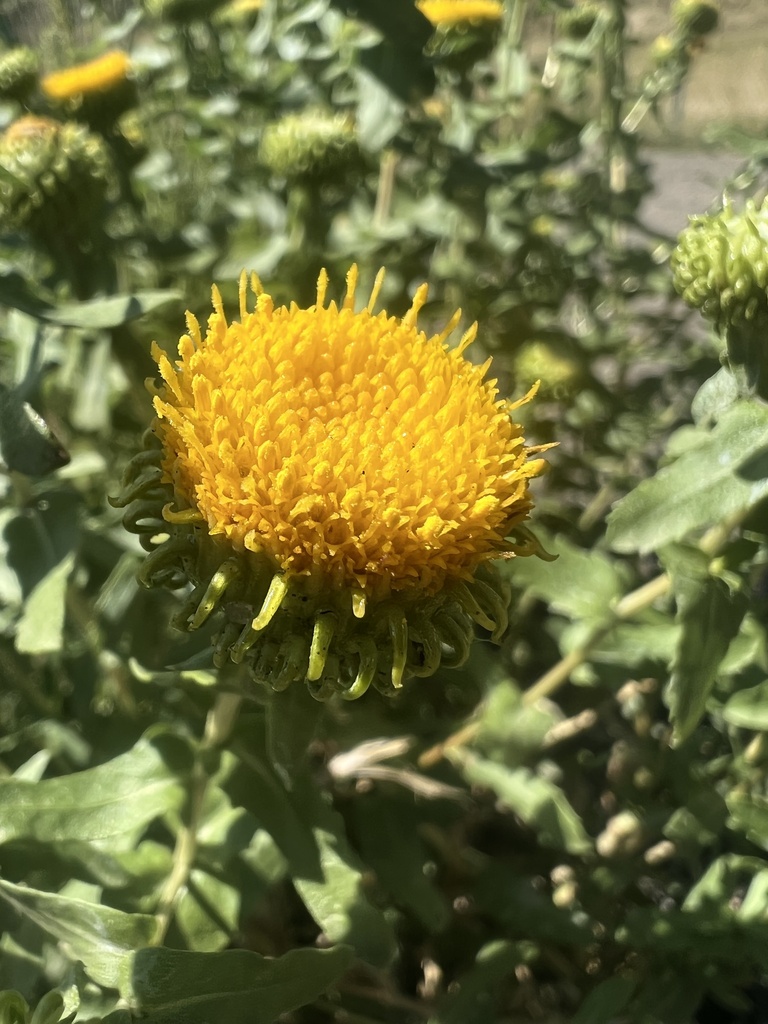 Colorado Gumweed