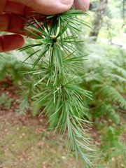 Larix kaempferi