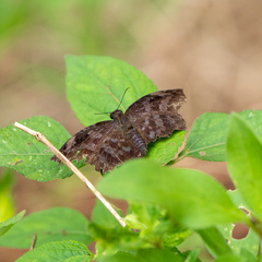 Pyrginae