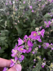 Sphaeralcea fendleri