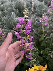 Sphaeralcea fendleri