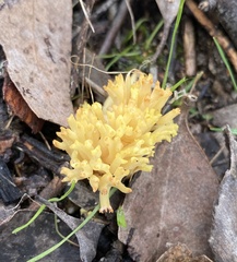 Ramaria lorithamnus