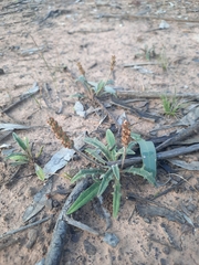 Plantago cunninghamii
