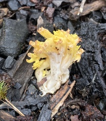Ramaria lorithamnus