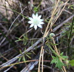 Actinotus minor