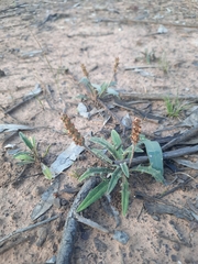Plantago cunninghamii